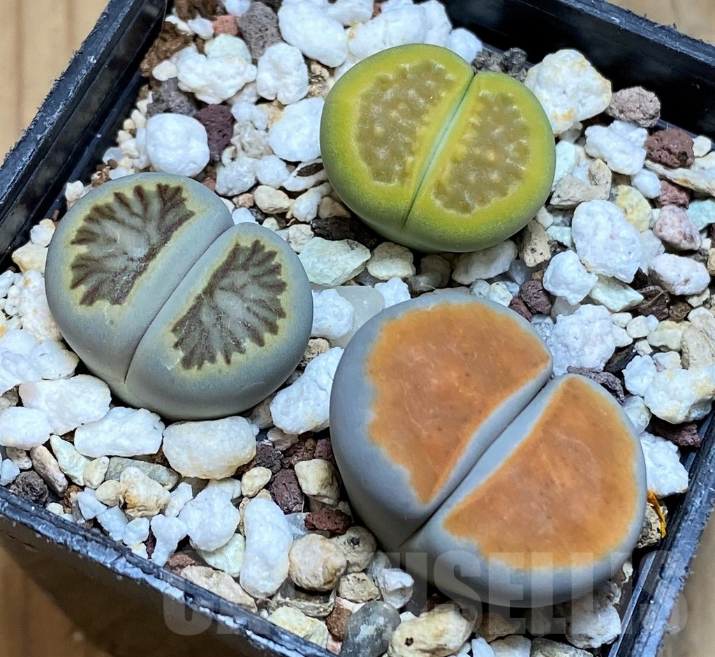 SH17257 Lithops mix