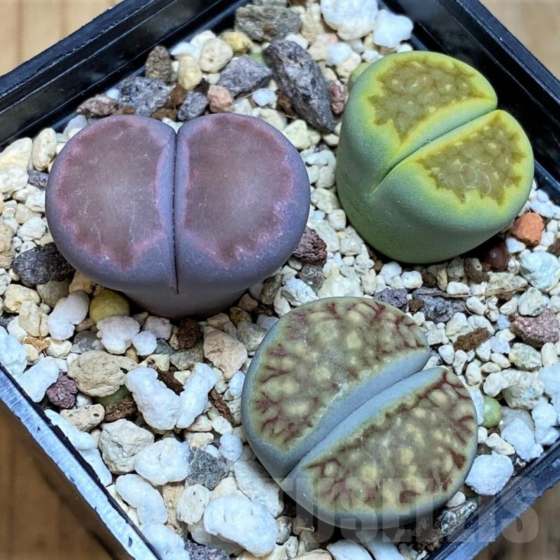 SH17258 Lithops mix