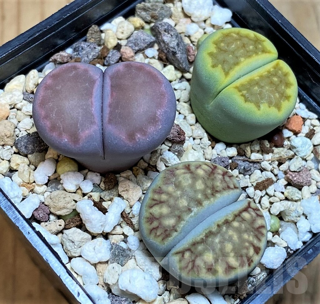 SH17258 Lithops mix