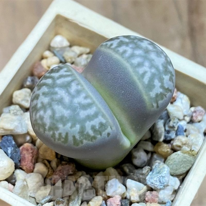 SH17189 Lithops marmorata v. framesii