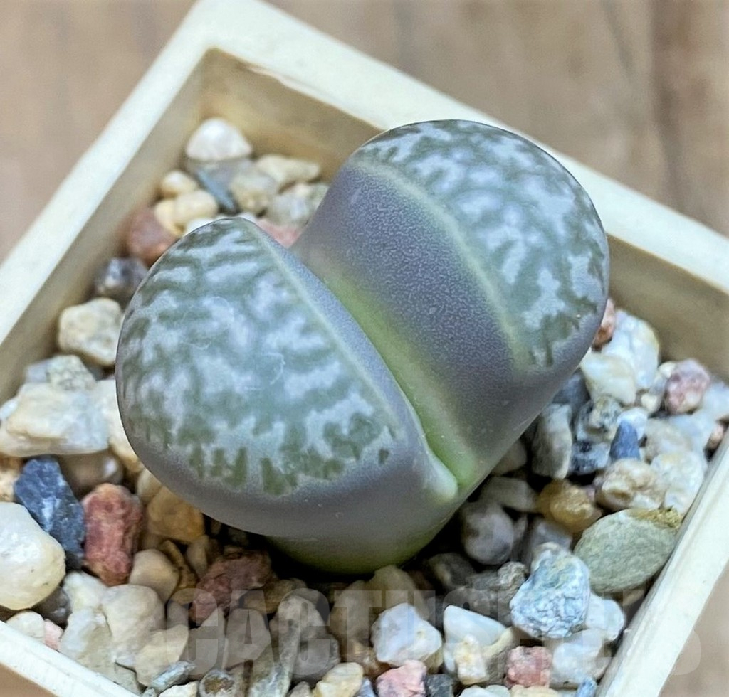 SH17189 Lithops marmorata v. framesii