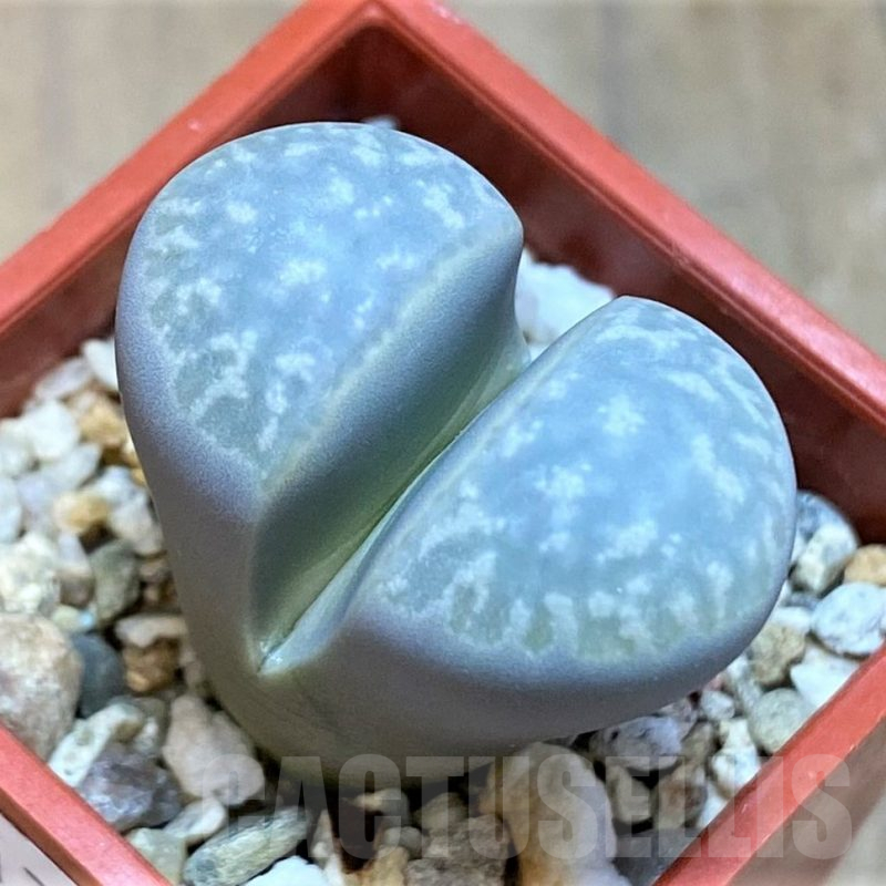 SH17190 Lithops marmorata v. framesii