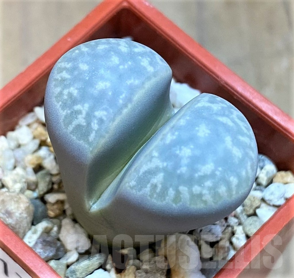 SH17190 Lithops marmorata v. framesii