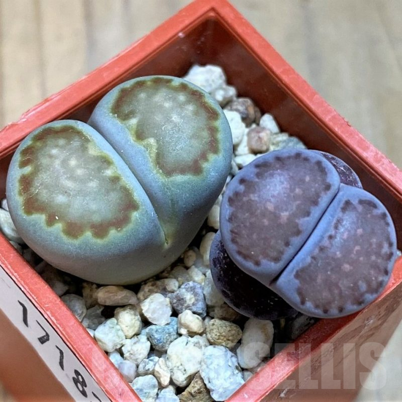 SH17182 Lithops julii ‘Kikushogyoku’, Lithops salicola ‘Sato’s Violet’ hybrid