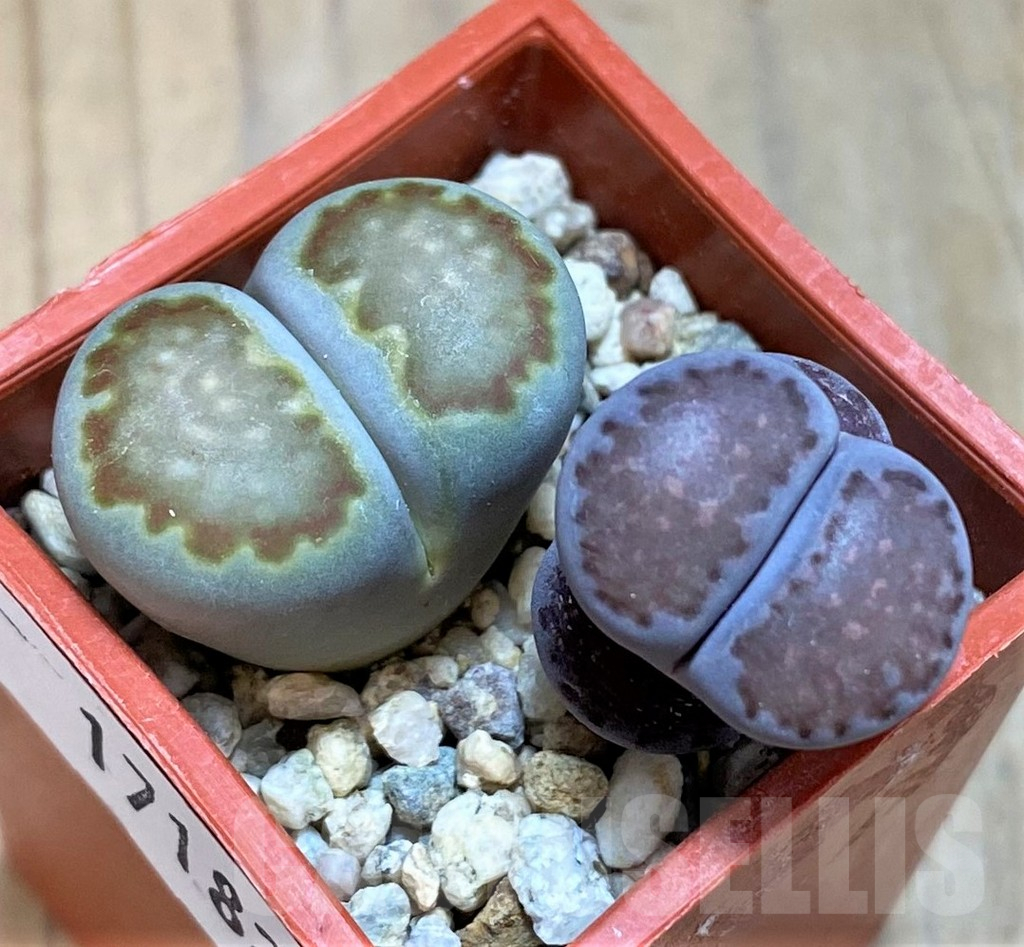 SH17182 Lithops julii ‘Kikushogyoku’, Lithops salicola ‘Sato’s Violet’ hybrid
