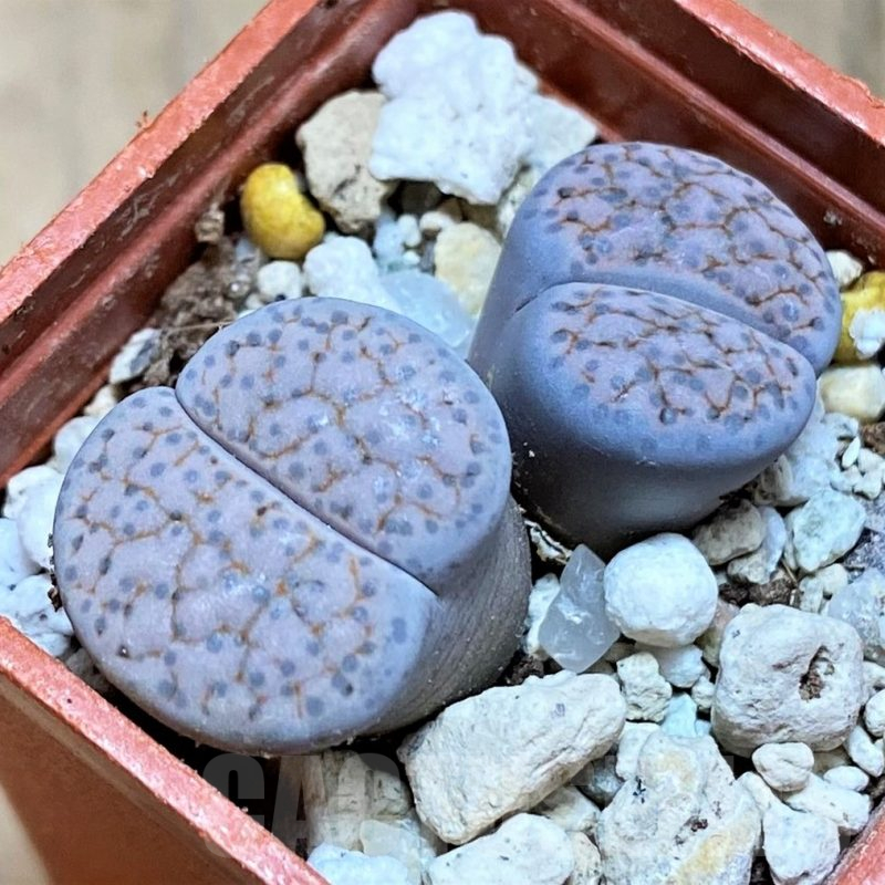 SH17191 Lithops fulviceps v. lactinea