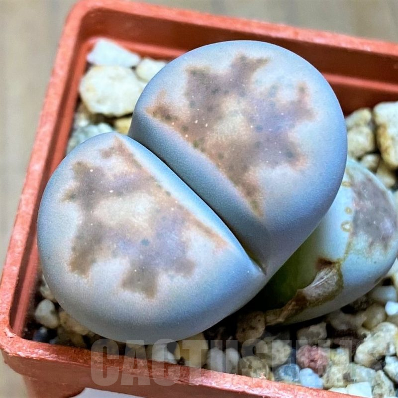 SH17192 Lithops karasmontana v. erniana