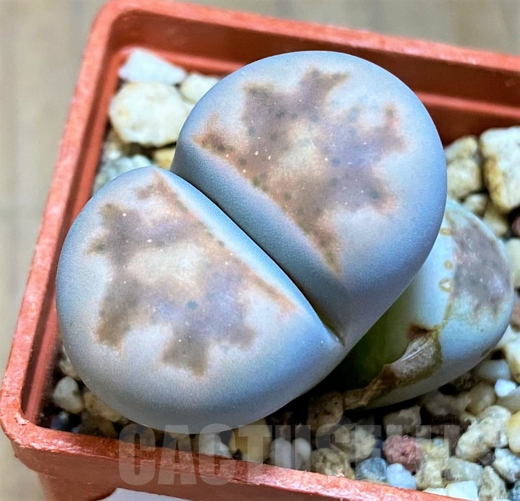 SH17192 Lithops karasmontana v. erniana