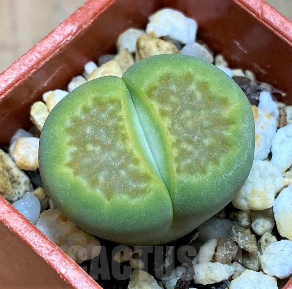 SH17193 Lithops hallii 'Green Soapstone'