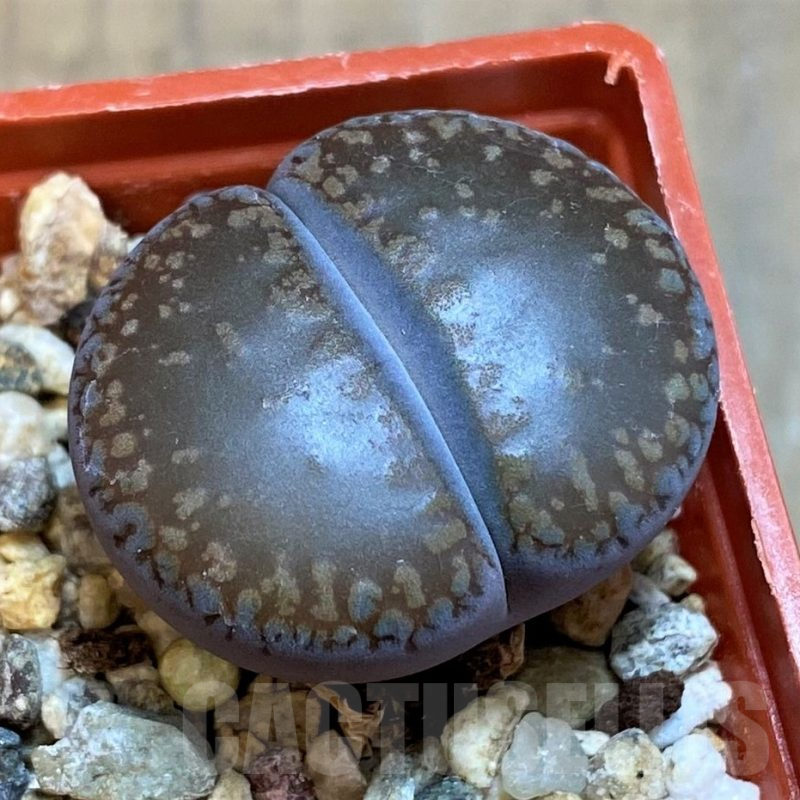 SH17195 Lithops aucampiae 'Kuruman'