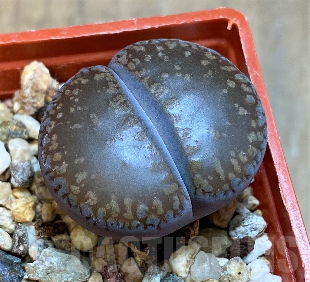 SH17195 Lithops aucampiae 'Kuruman'