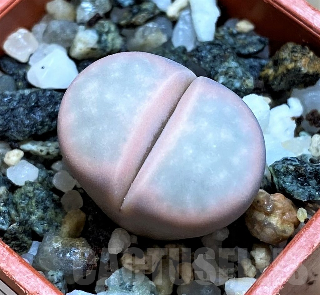 SH17196 Lithops karasmontana f. variegata ?