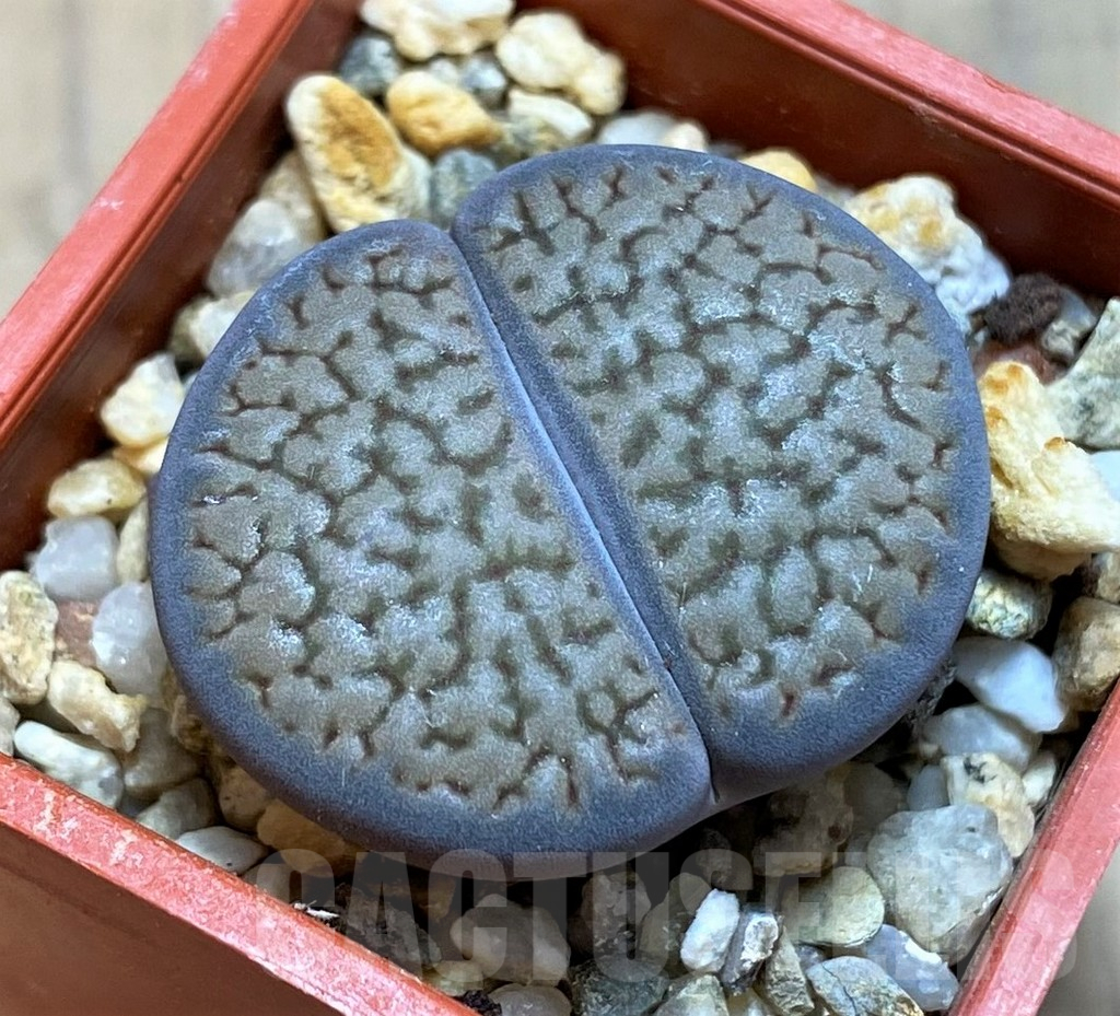 SH17197 Lithops hookeri v. marginata C89