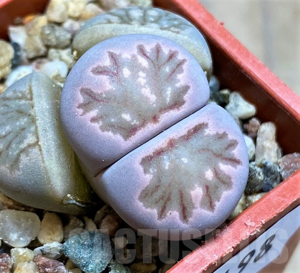 SH17198 Lithops julii ‘Kikushogiyoku’ hybrid