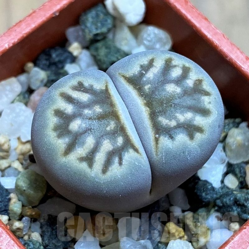 SH17199 Lithops julii ‘Kikushogiyoku’ hybrid