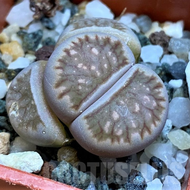SH17200 Lithops julii ‘Kikushogiyoku’ hybrid