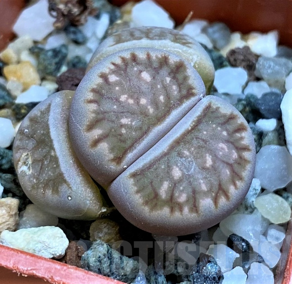 SH17200 Lithops julii ‘Kikushogiyoku’ hybrid