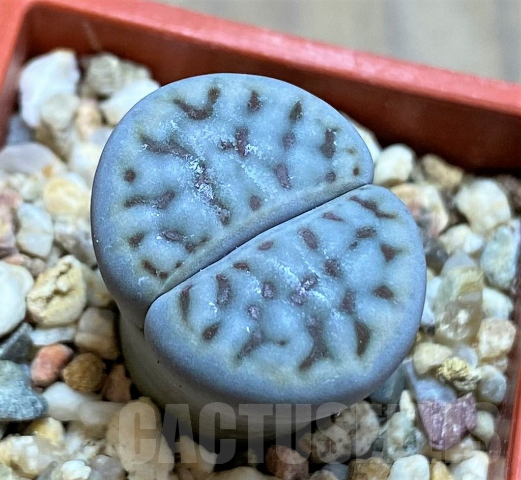 SH17201 Lithops schwantesii v. urikosensis