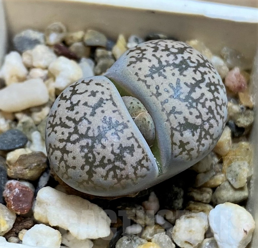SH17203 Lithops lesliei v. venteri, SH1653