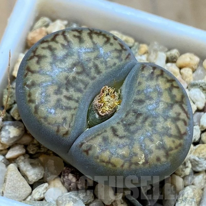 SH17204 Lithops bromfieldii v. insularis C057