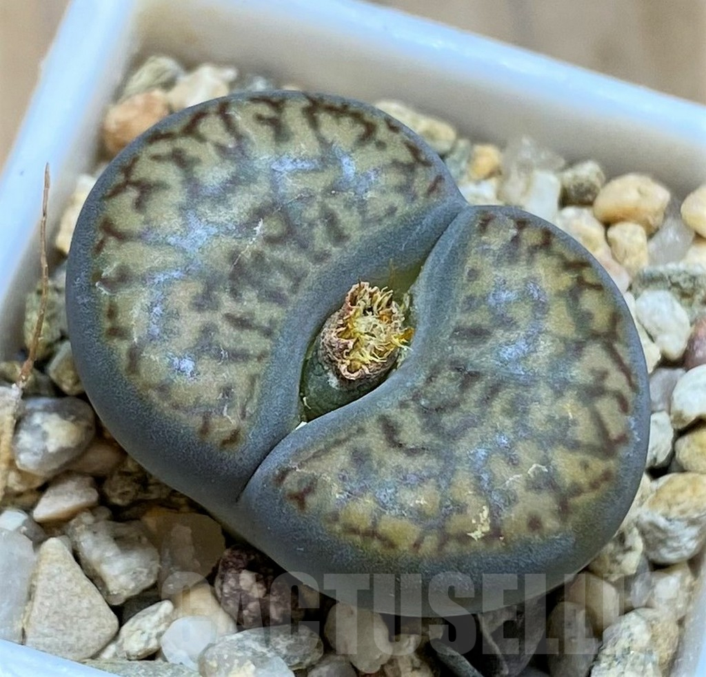 SH17204 Lithops bromfieldii v. insularis C057