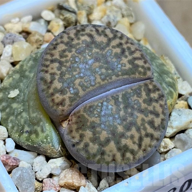 SH17205 Lithops bromfieldii v. glaudinae C393