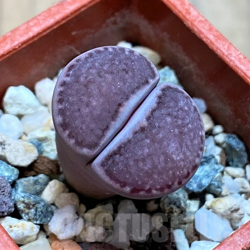 SH17206 Lithops salicola ‘Sato’s Violet’ hybrid
