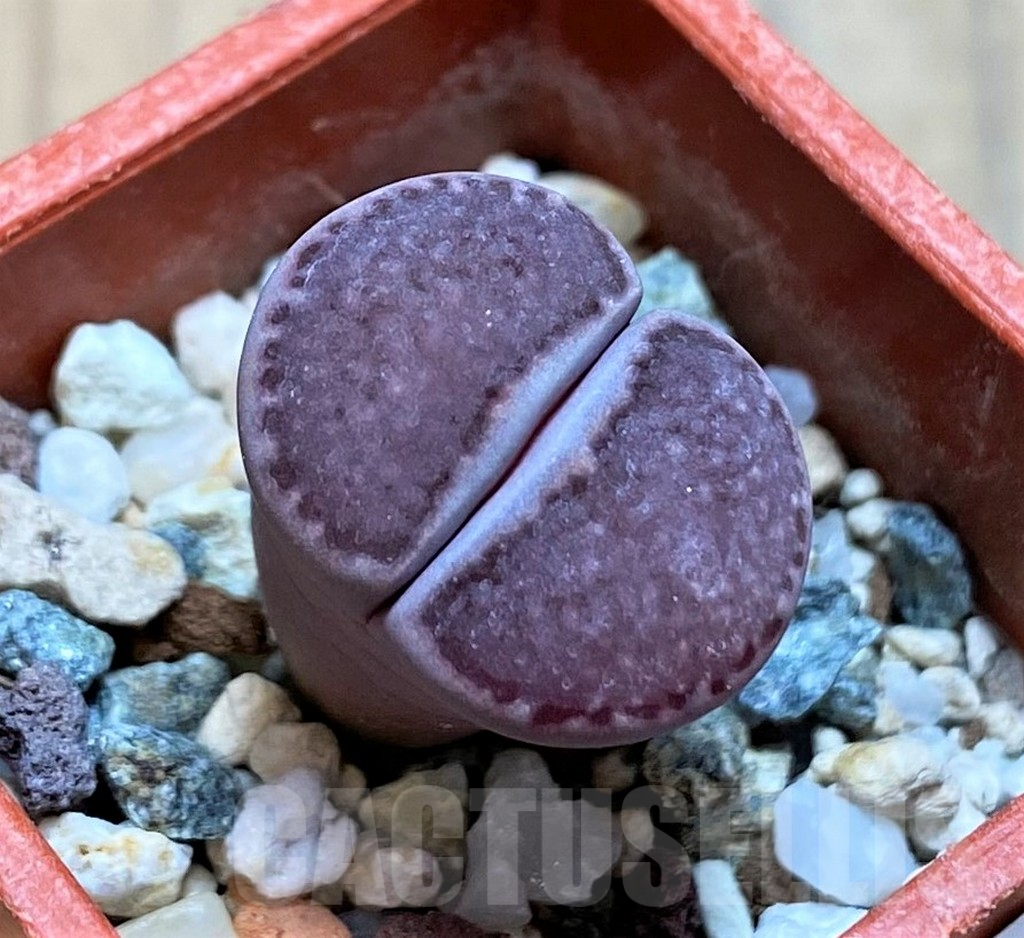 SH17206 Lithops salicola ‘Sato’s Violet’ hybrid