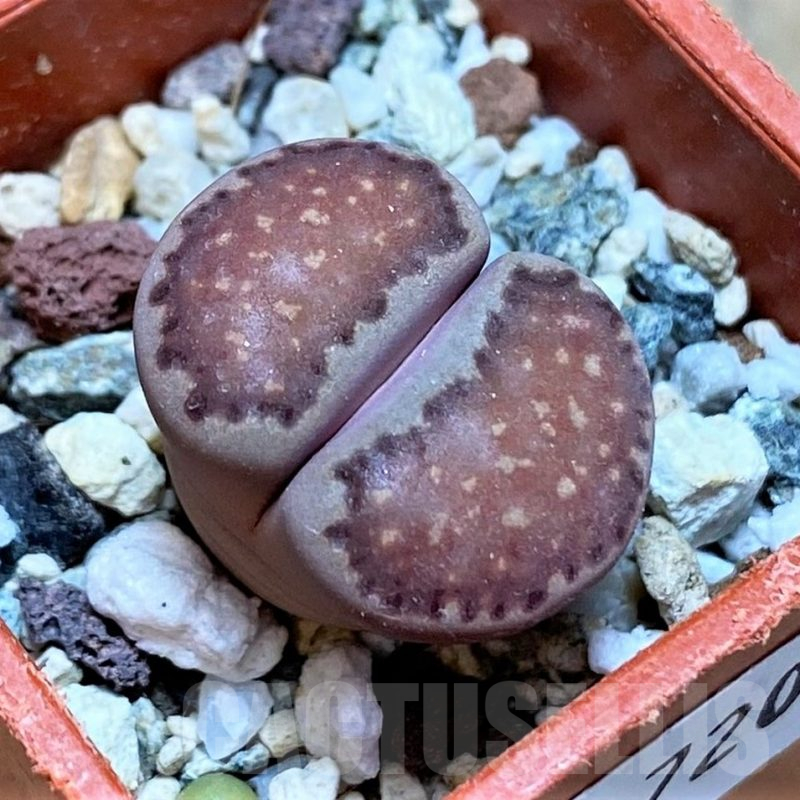 SH17207 Lithops salicola ‘Sato’s Violet’ hybrid