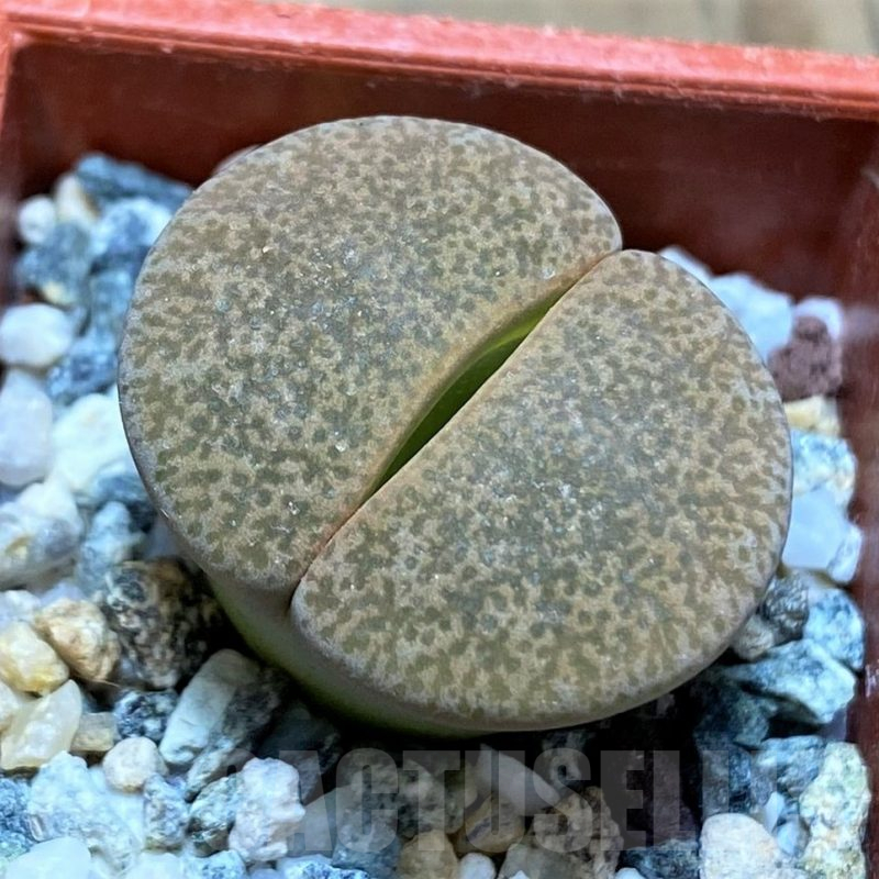SH17211 Lithops lesliei ‘Albinigold’ x aucampiae ‘Storms´s Snowcap’