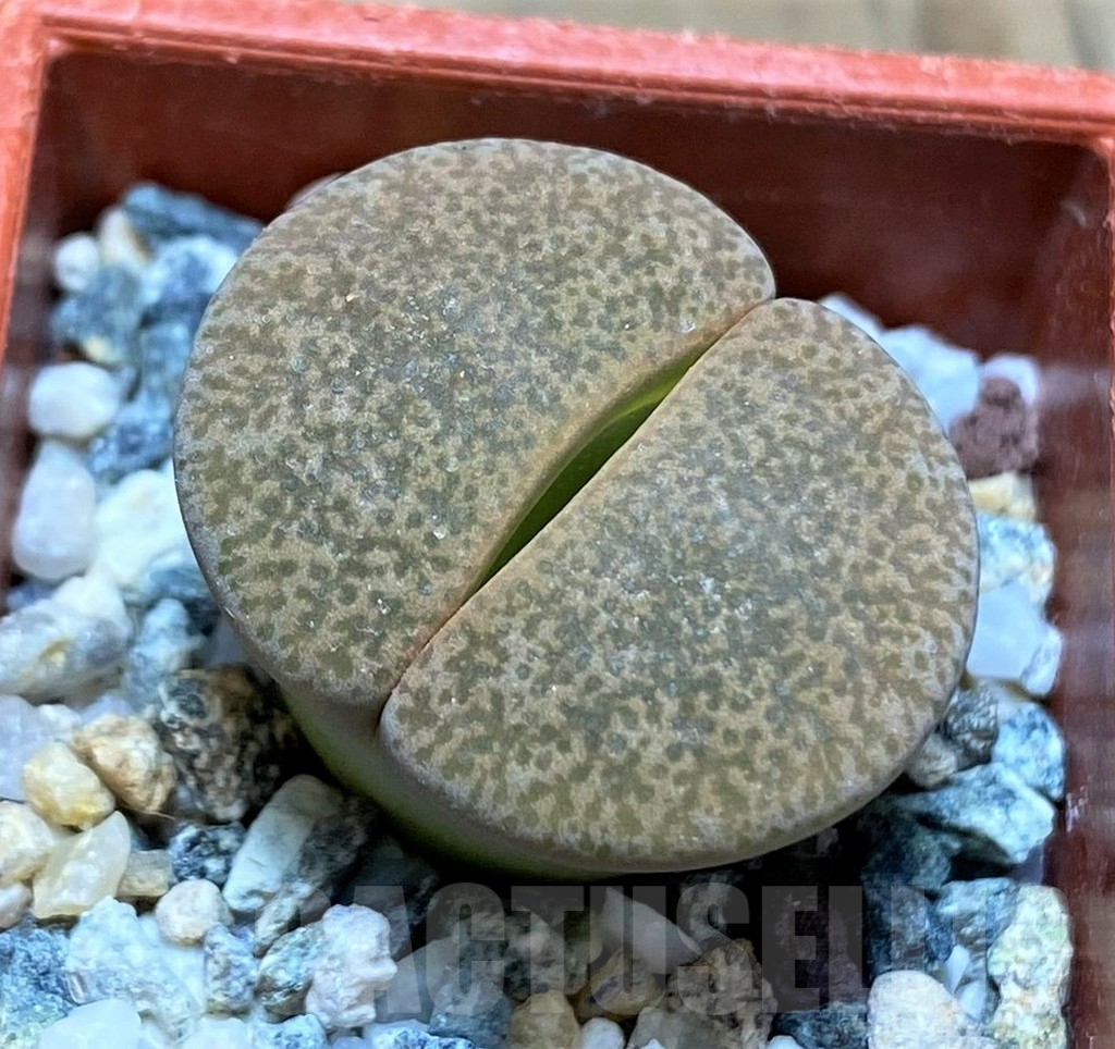 SH17211 Lithops lesliei ‘Albinigold’ x aucampiae ‘Storms´s Snowcap’