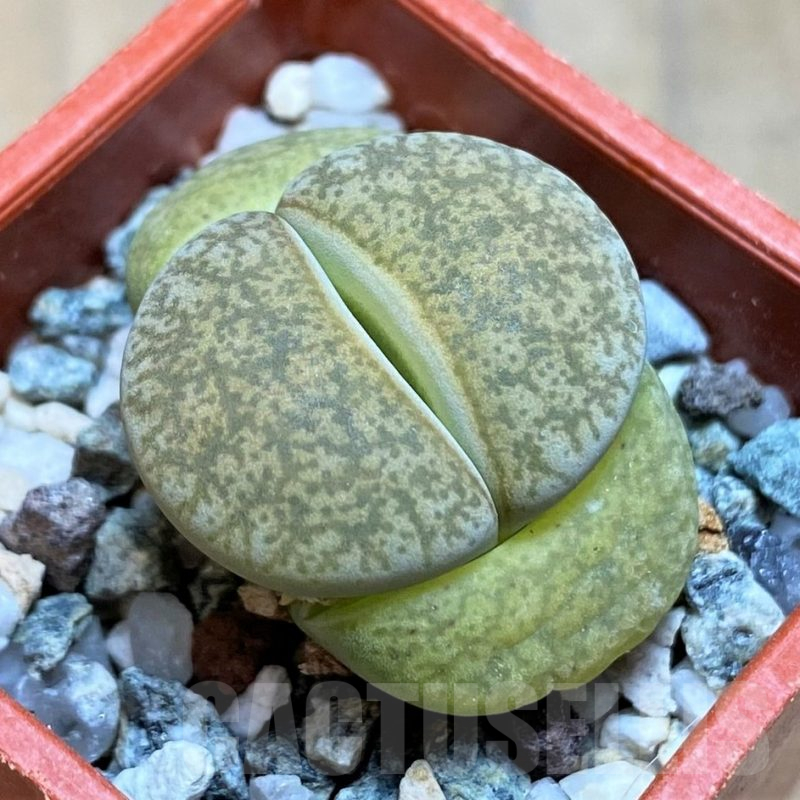 SH17212 Lithops lesliei ‘Albinigold’ x aucampiae ‘Storms´s Snowcap’