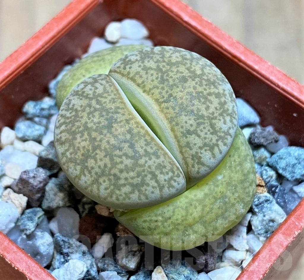 SH17212 Lithops lesliei ‘Albinigold’ x aucampiae ‘Storms´s Snowcap’