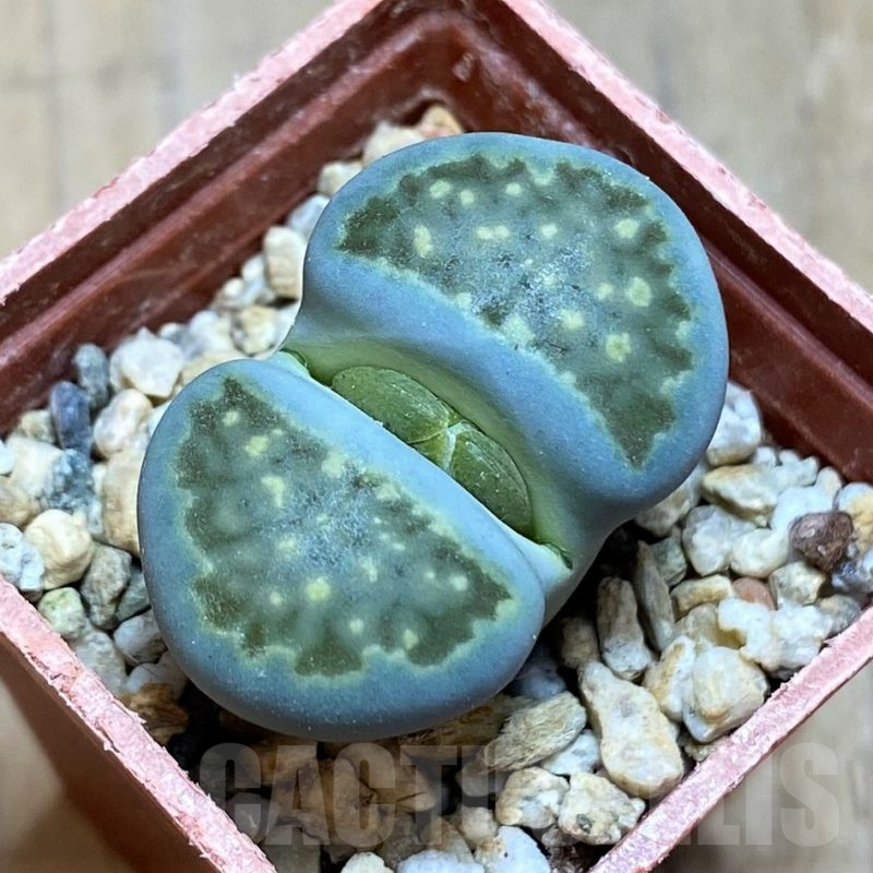 SH17213 Lithops hallii 'Green Soapstone'