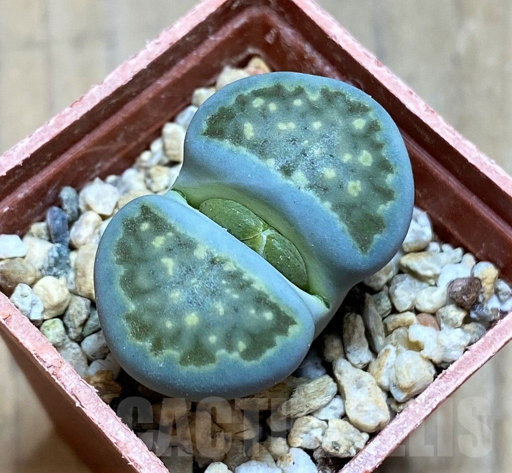 SH17213 Lithops hallii 'Green Soapstone'