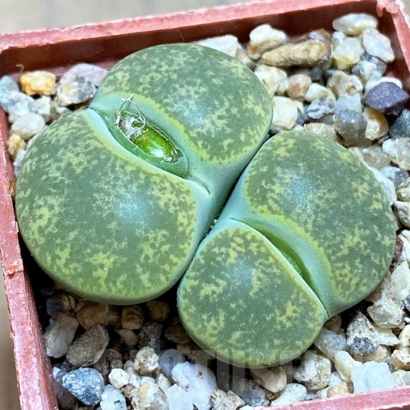 SH17214 Lithops lesliei v. albinica