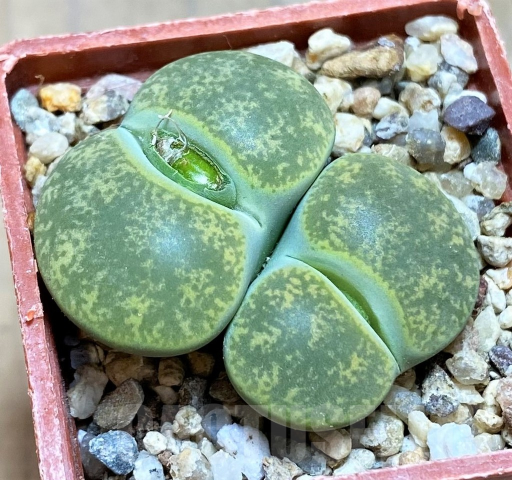 SH17214 Lithops lesliei v. albinica