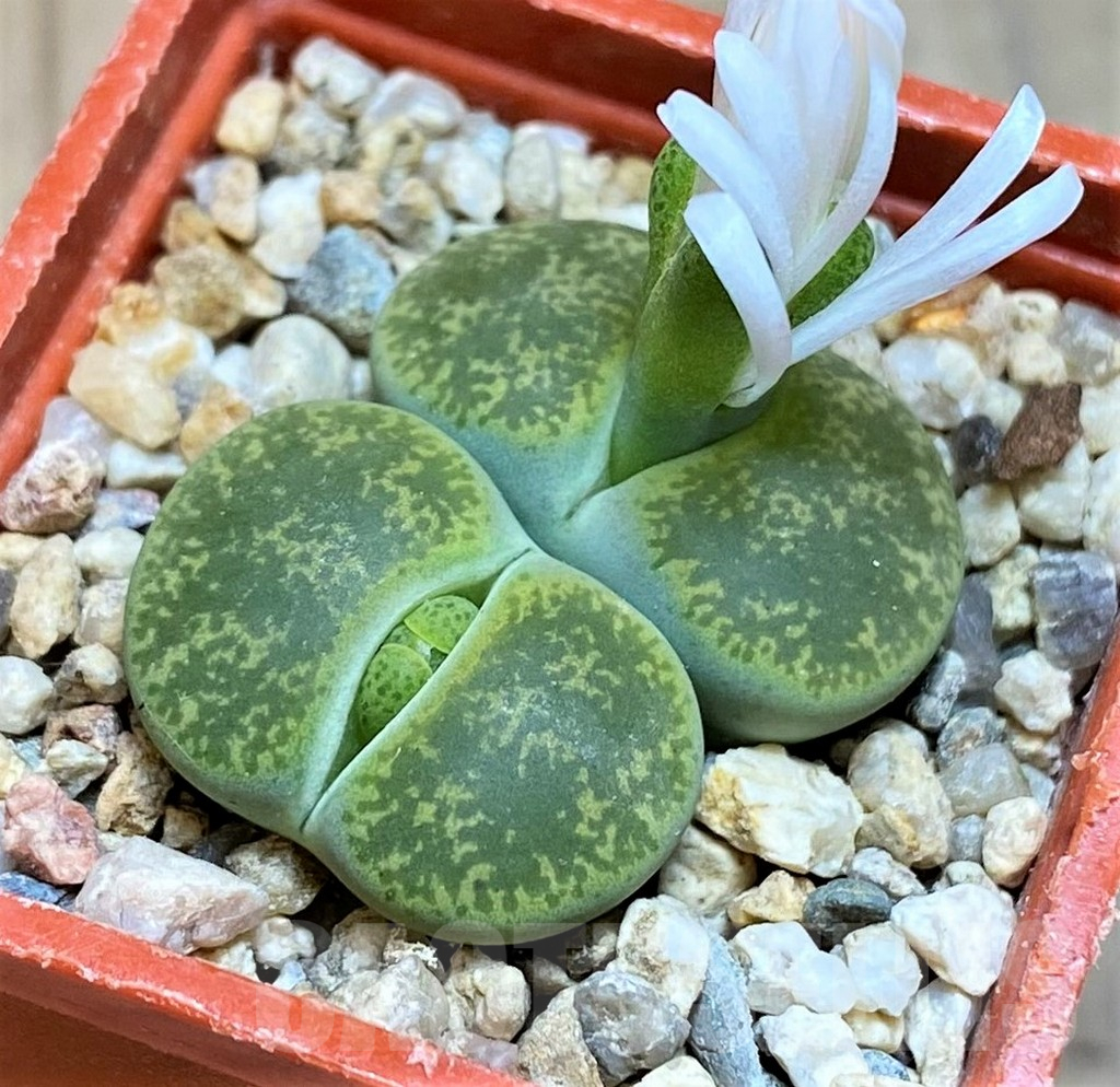 SH17215 Lithops lesliei v. albinica