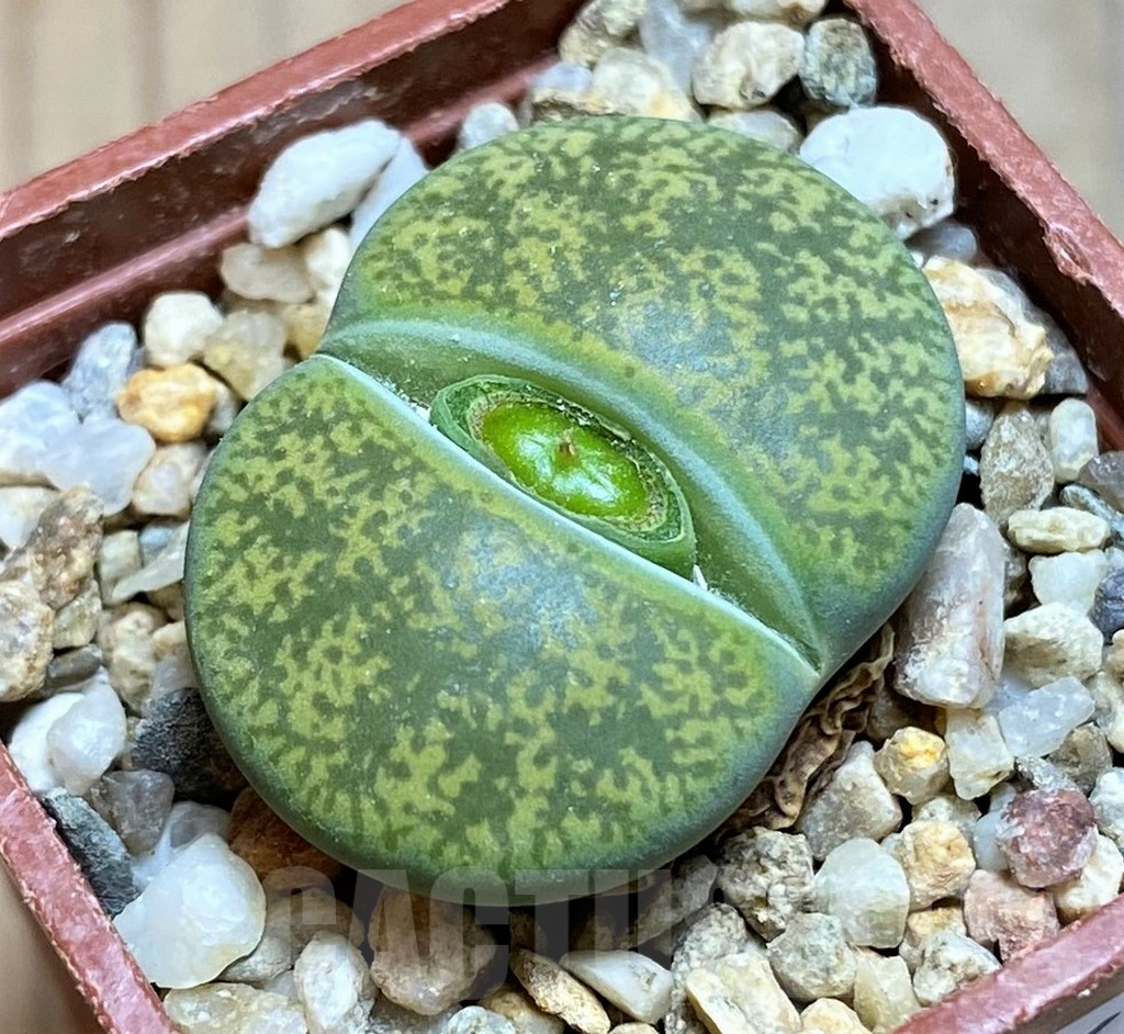 SH17216 Lithops lesliei v. albinica