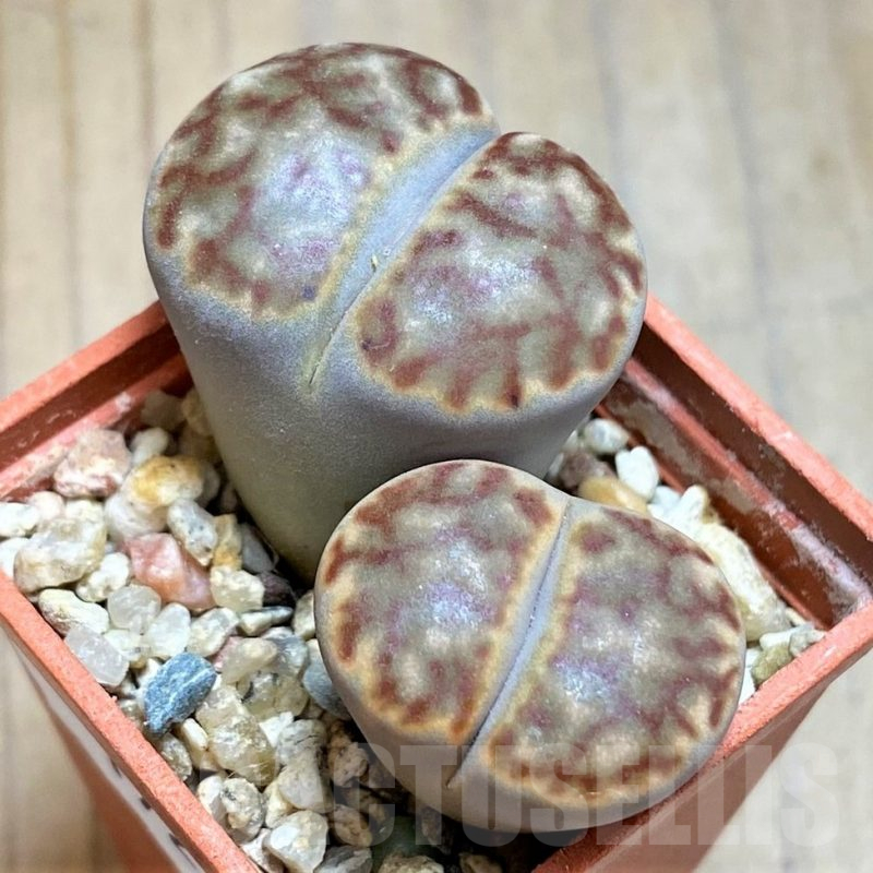 SH17217 Lithops bromfieldii C40
