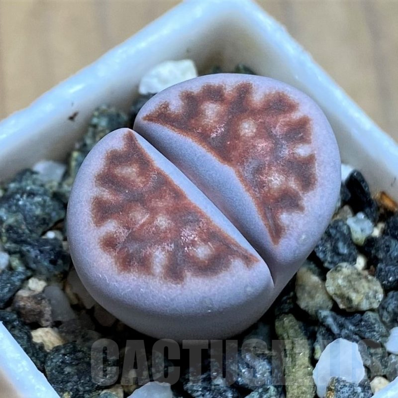 SH17218 Lithops karasmontana -W. Grünau-