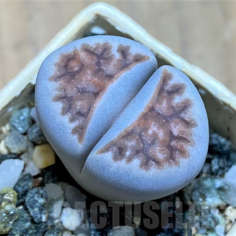 SH17219 Lithops karasmontana -W. Grünau-