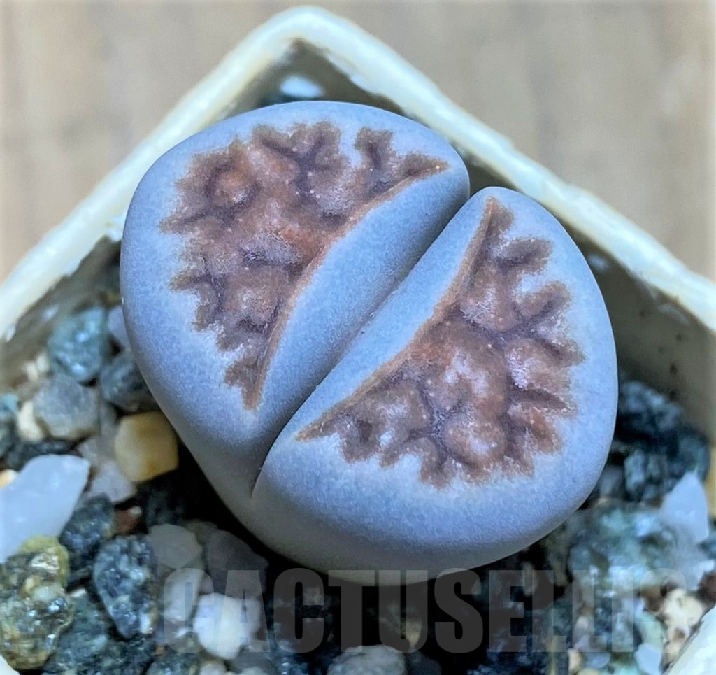 SH17219 Lithops karasmontana -W. Grünau-