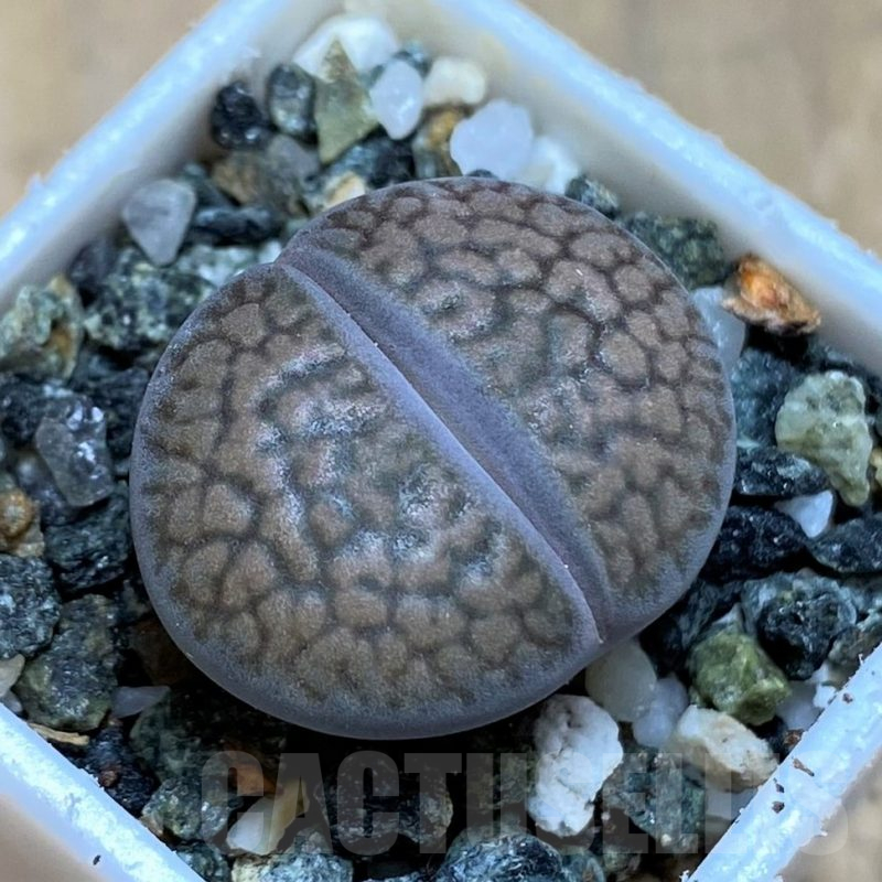 SH17220 Lithops hookeri C053