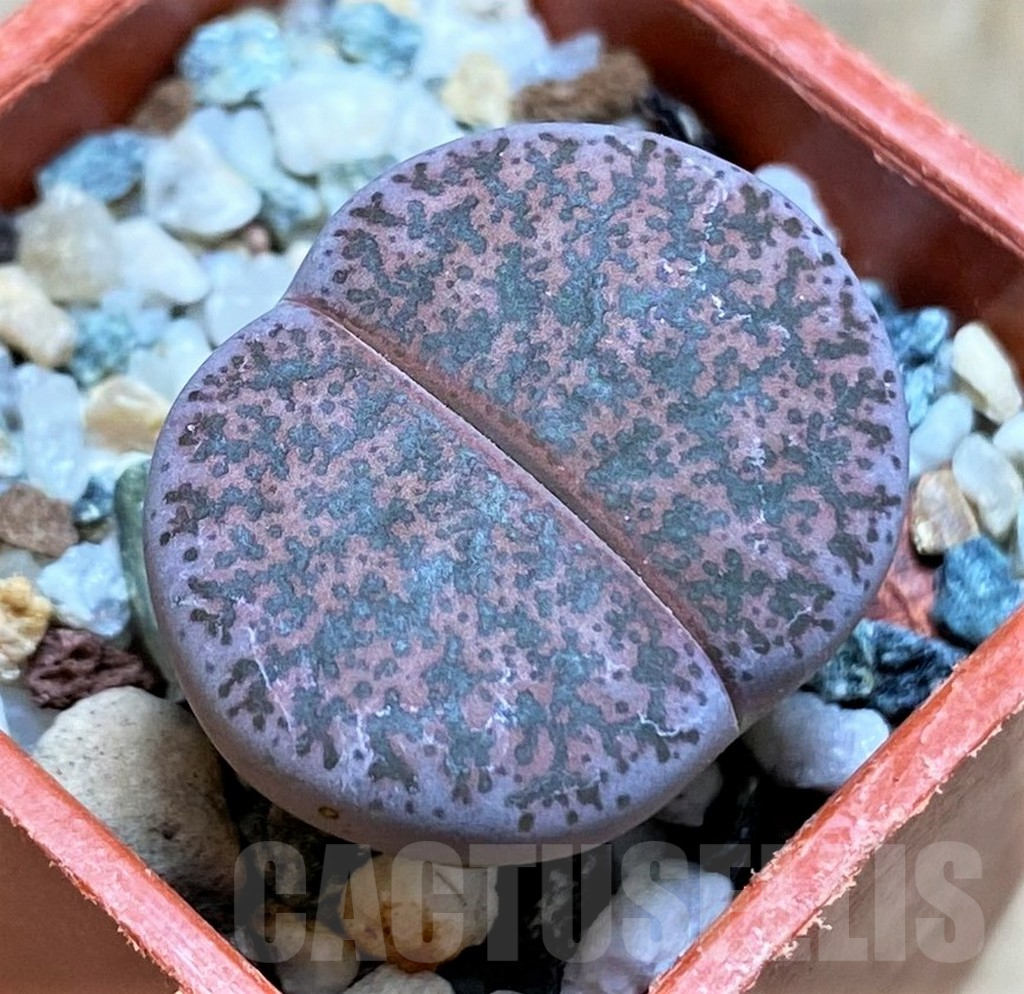 SH17221 Lithops lesliei v. rubrobrunnea