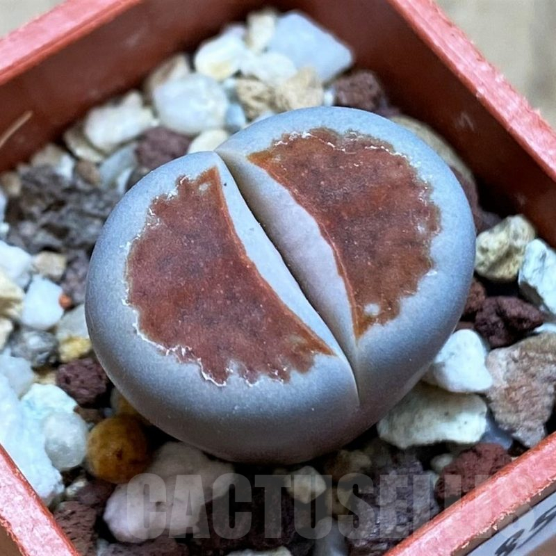 SH17185 Lithops karasmontana 'Top Red'