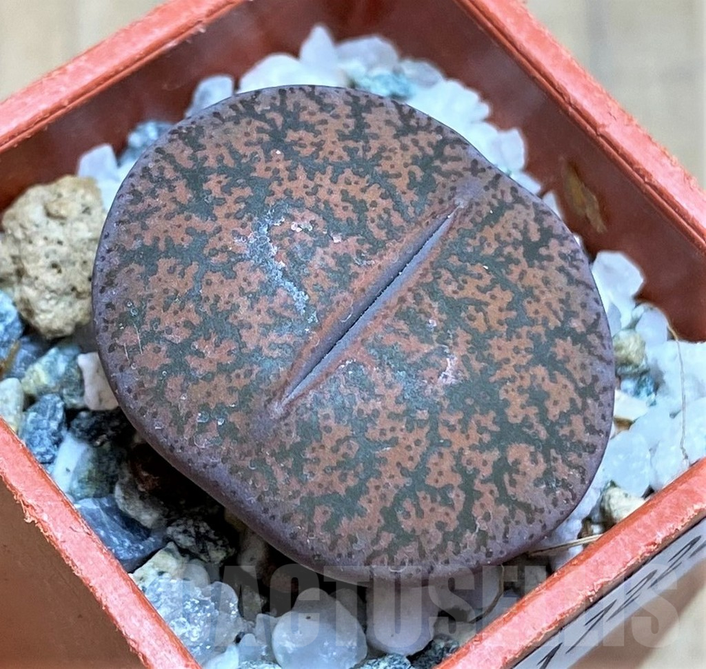 SH17222 Lithops lesliei v. rubrobrunnea