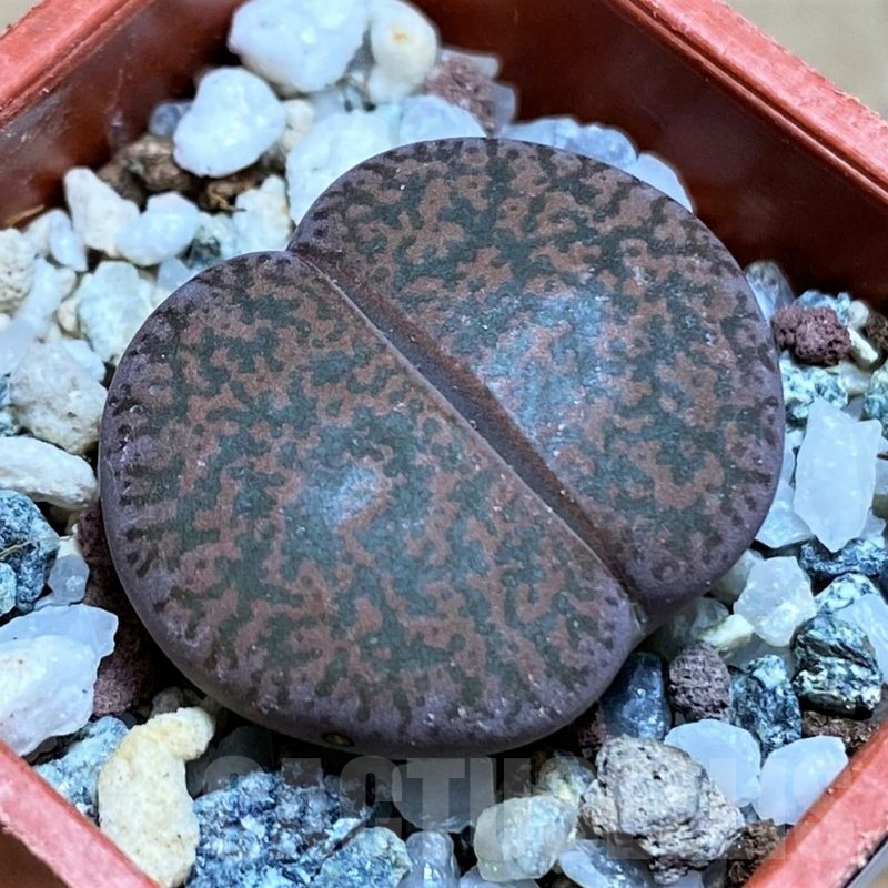 SH17223 Lithops lesliei v. rubrobrunnea