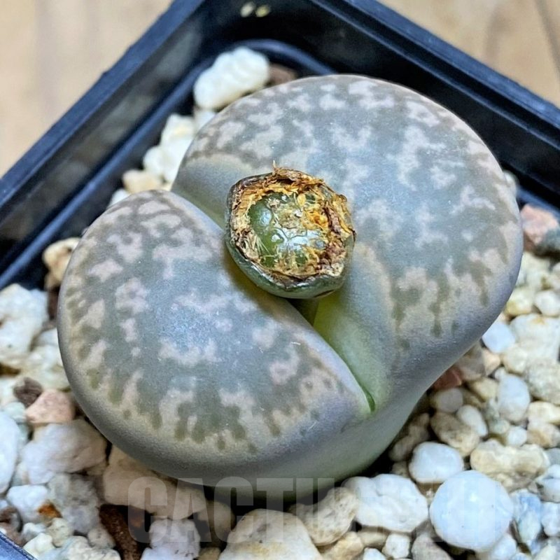 SH17224 Lithops gesinae