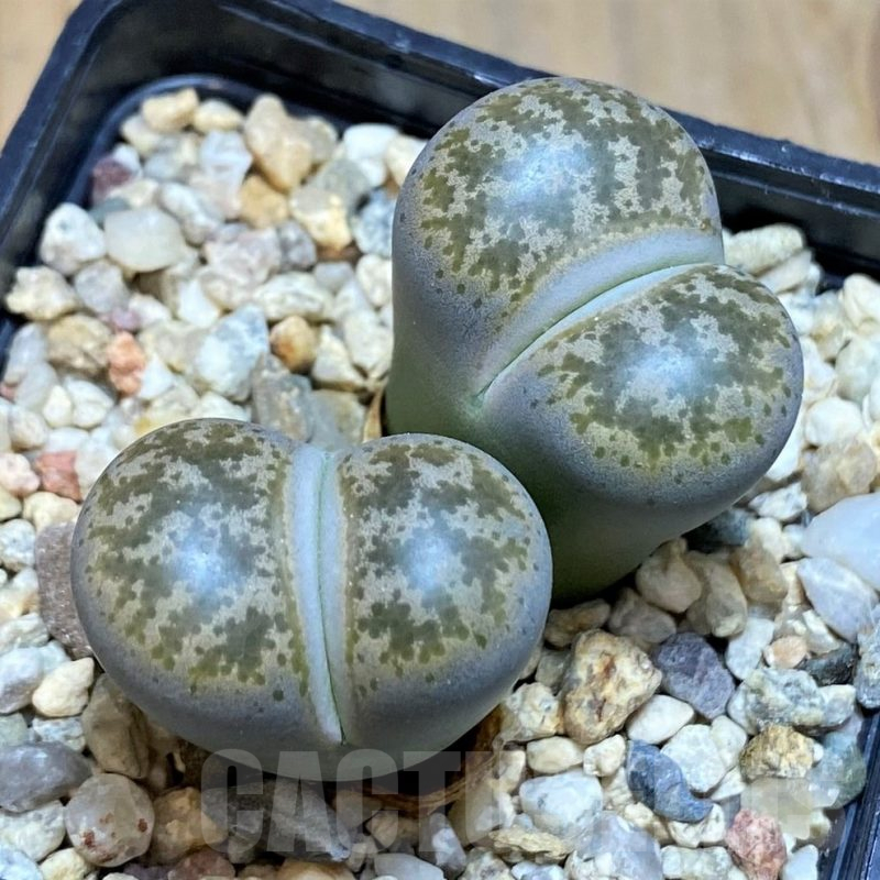 SH17225 Lithops coleorum